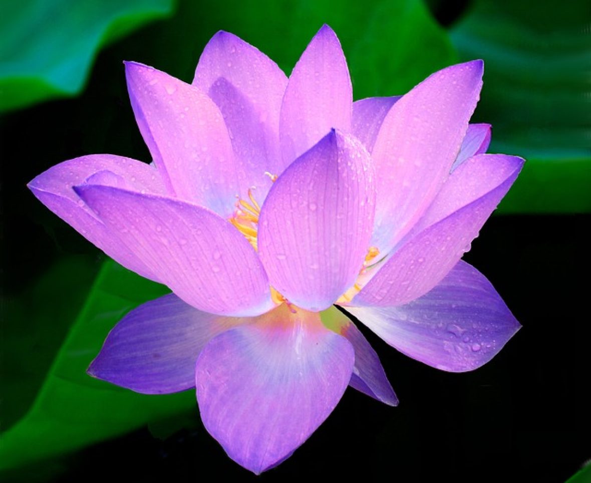 Lotus